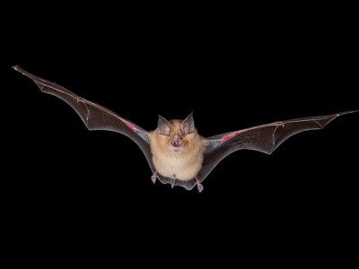 Greater Horseshoe Bat