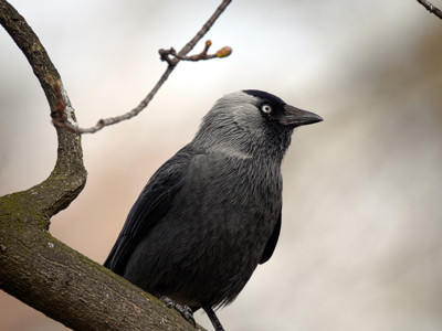 Jackdaw
