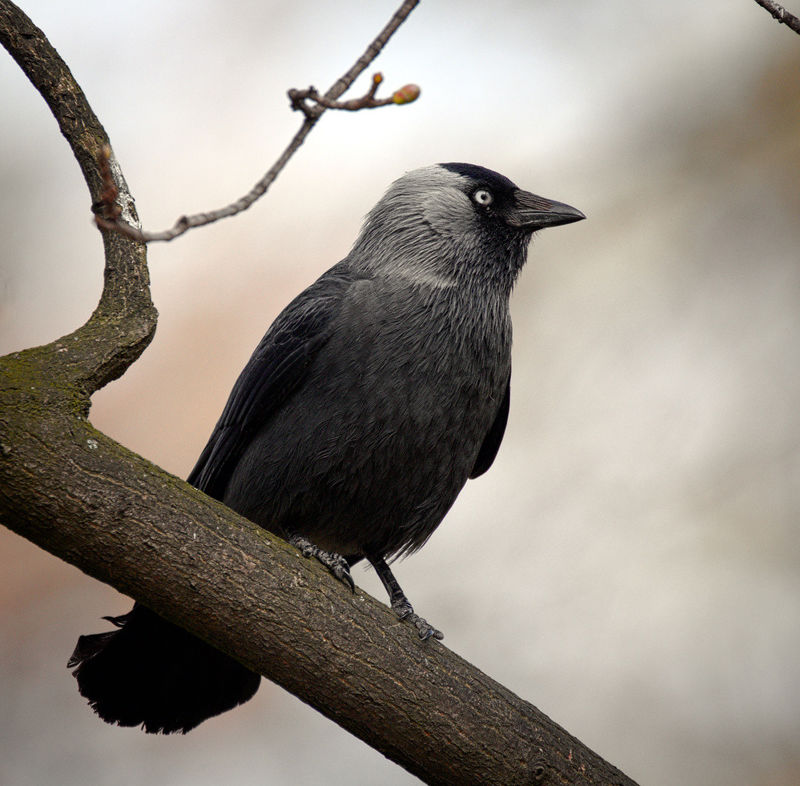 Jackdaw