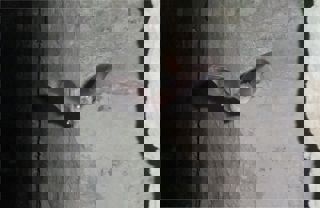 Bat In Jail 1