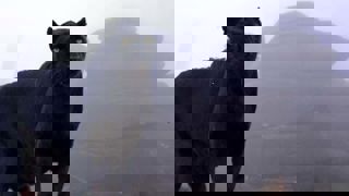 Beast Of Bodmin