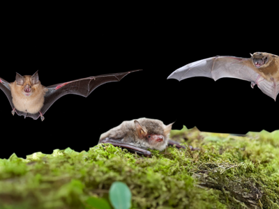 Bats
