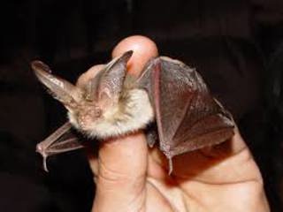 Long Eared Bat