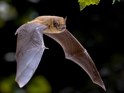 Common Pipistrelle